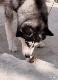 小叶娱记 “酒桌上领导把酒泼你脸上,你怎么办?”