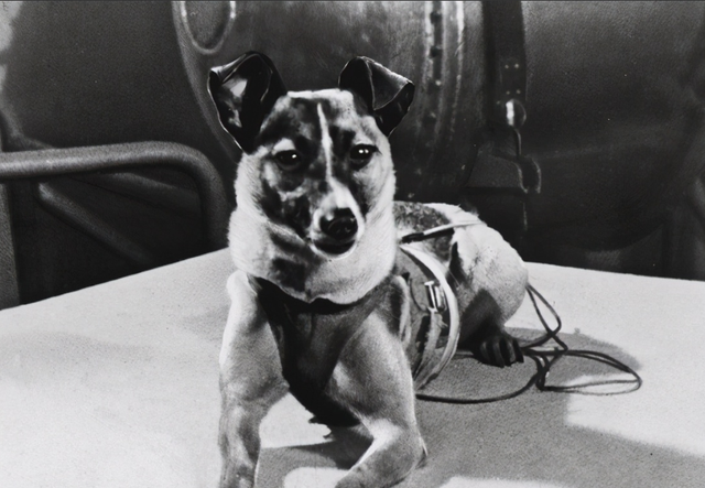 行星 第一个进入太空的狗，升空前就知回不来，死亡真相也被隐瞒45年