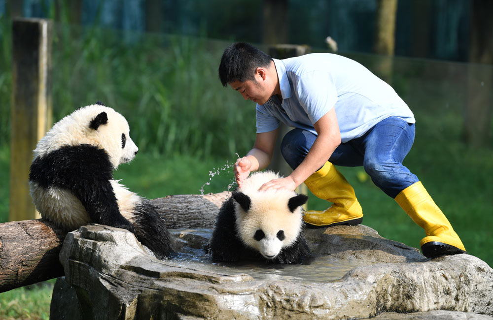 老虎 为什么说熊猫不怕老虎和狮子？网友：先弄明白它的祖先是谁