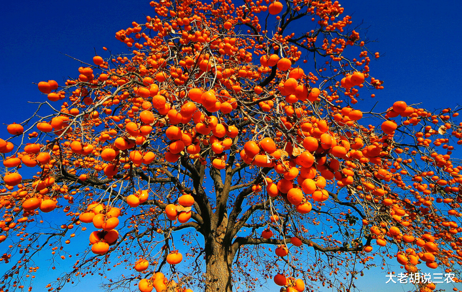 印度 农村俗语：“柿树枝头一把‘刀’，砍断脖颈砍断腰”，是咋回事？