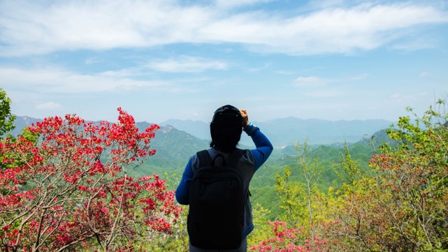 华视快讯 满山漫红醉春风!鲁山县诗景龙潭峡第五届杜鹃花节即将盛大开幕