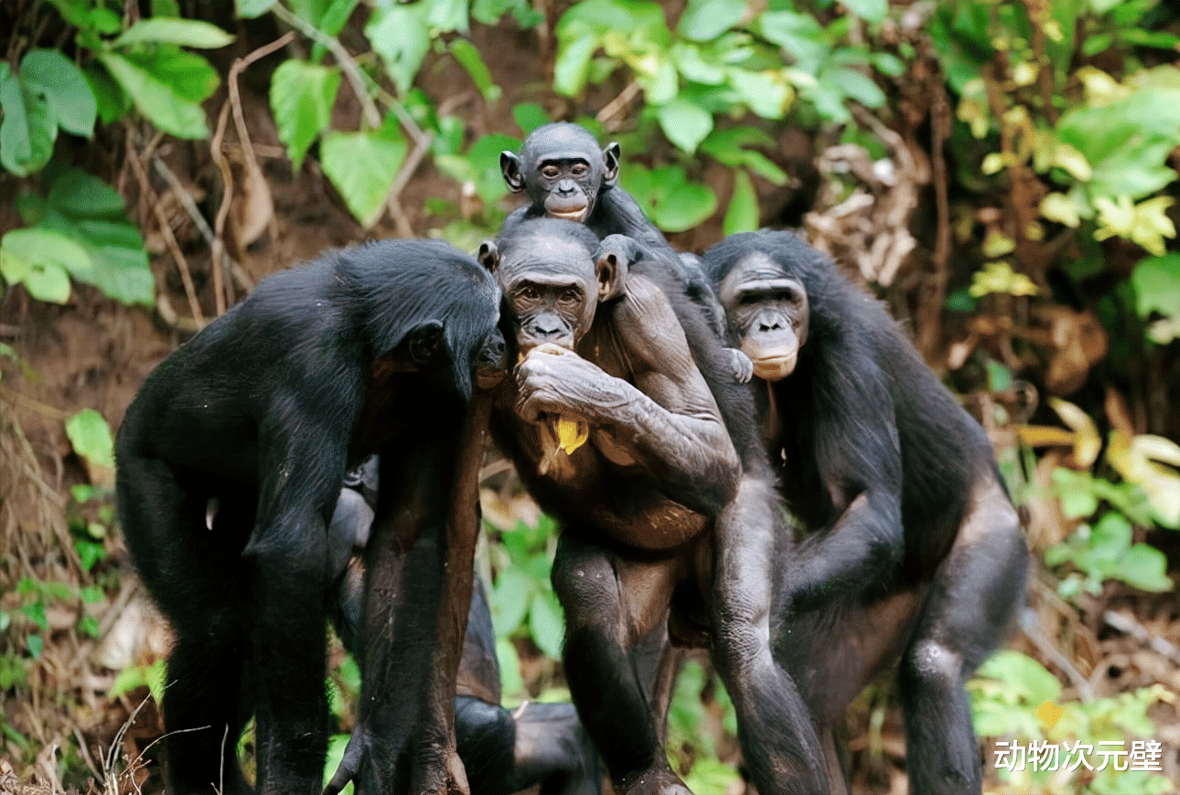 黑猩猩 黑猩猩为什么号称最色动物？用食物表达好感，产生交配关系！