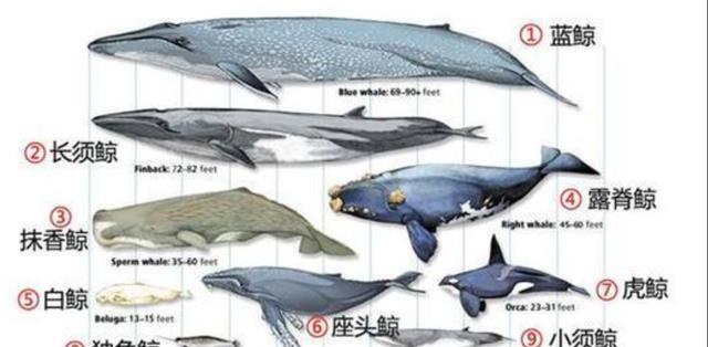 海豚没看起来那么纯良?演化出人类特征,交配方面还有些“变态”