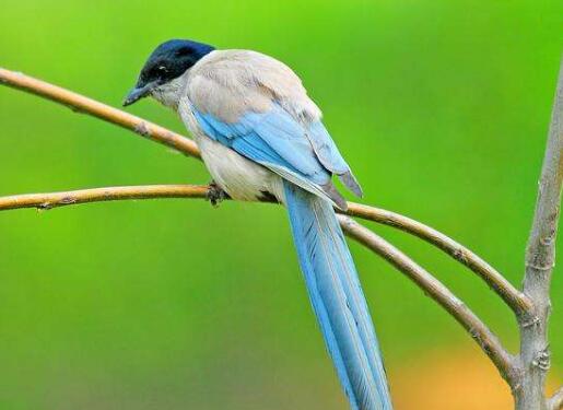 那年的星座|8月中旬得贵人青睐，好运不离身，钱财大赚，富贵平安的属相