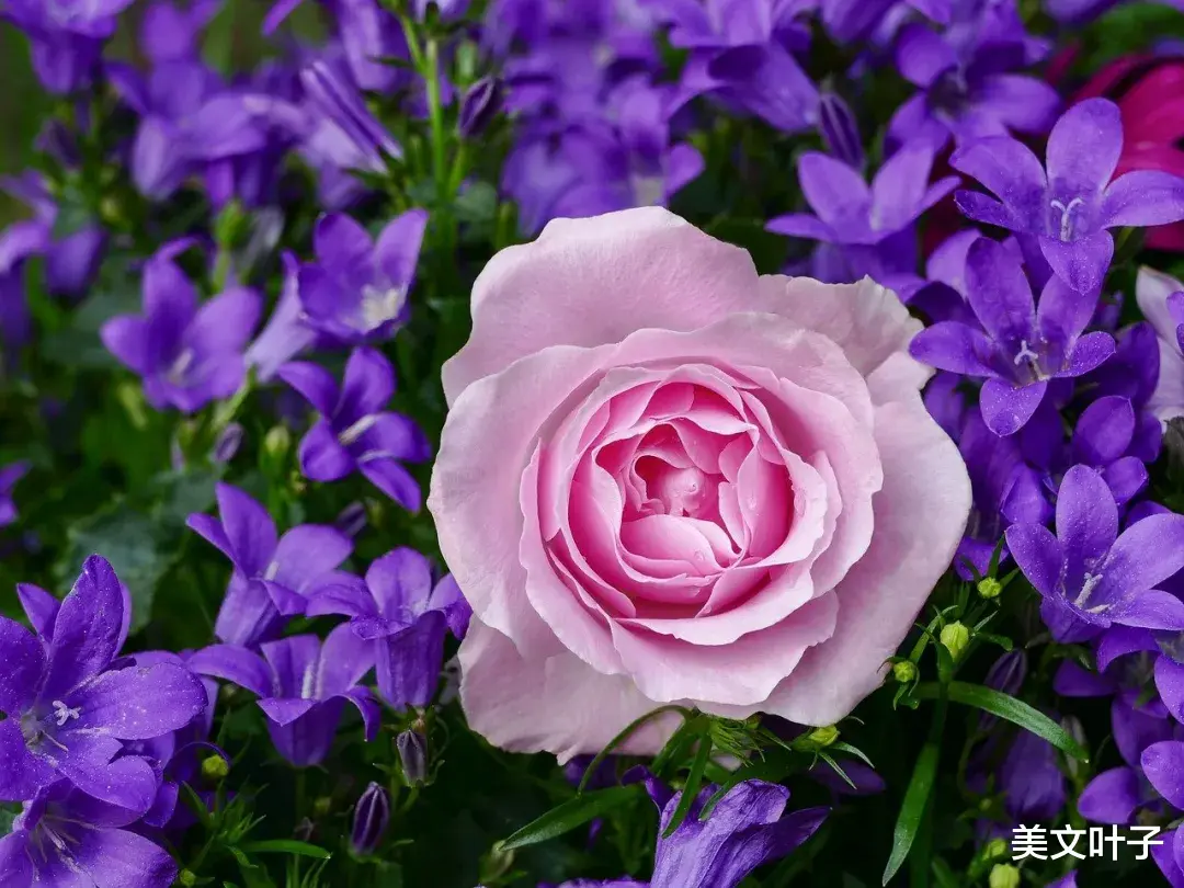 美文叶子|人到了而立之年，一定要扔掉这三样东西（受益匪浅）