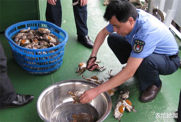 带货 又到捕捉季，一斤25元受期待，有人卖“带黄”货，却翻车进去了