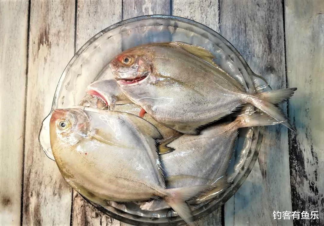 电影霸主|鲳鱼有很多种，而食人鲳则是淡水鱼中的霸主