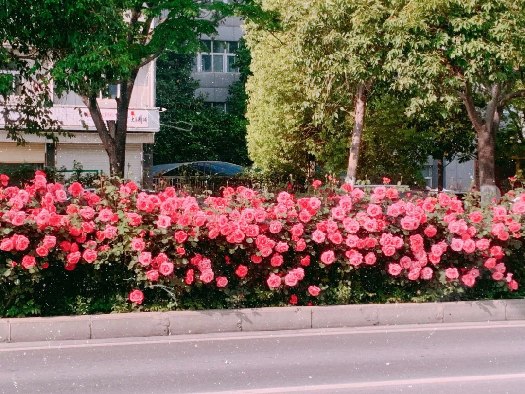 阜阳那些事 太猖狂!满满一车!刚刚,她被阜阳警方带走了!