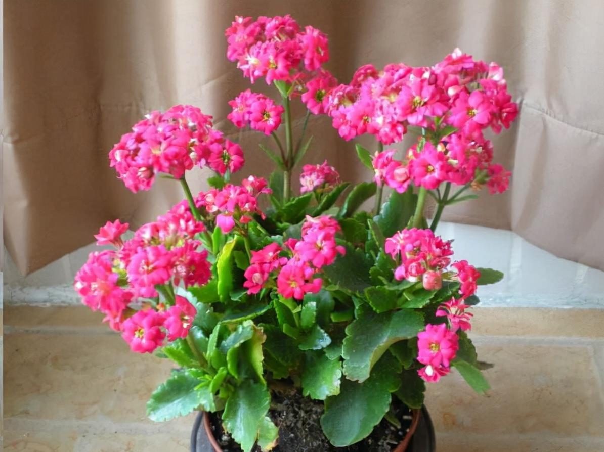 京跃伟哥|秋天到了！这种花要“苏醒”了，可以放手养了