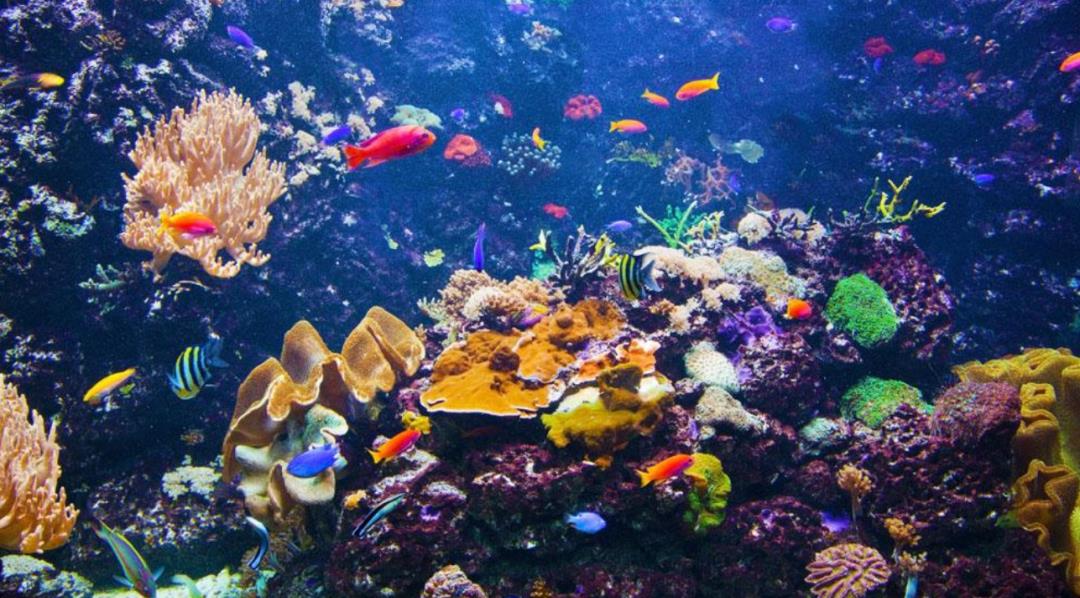 情微说|同类残食，这种鱼出生时还没虾米大，胜利者即为“海洋霸主”