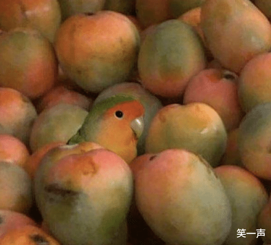 |“明人不说暗话，我就是群主，我的主食就是小笼包！”哈哈哈哈