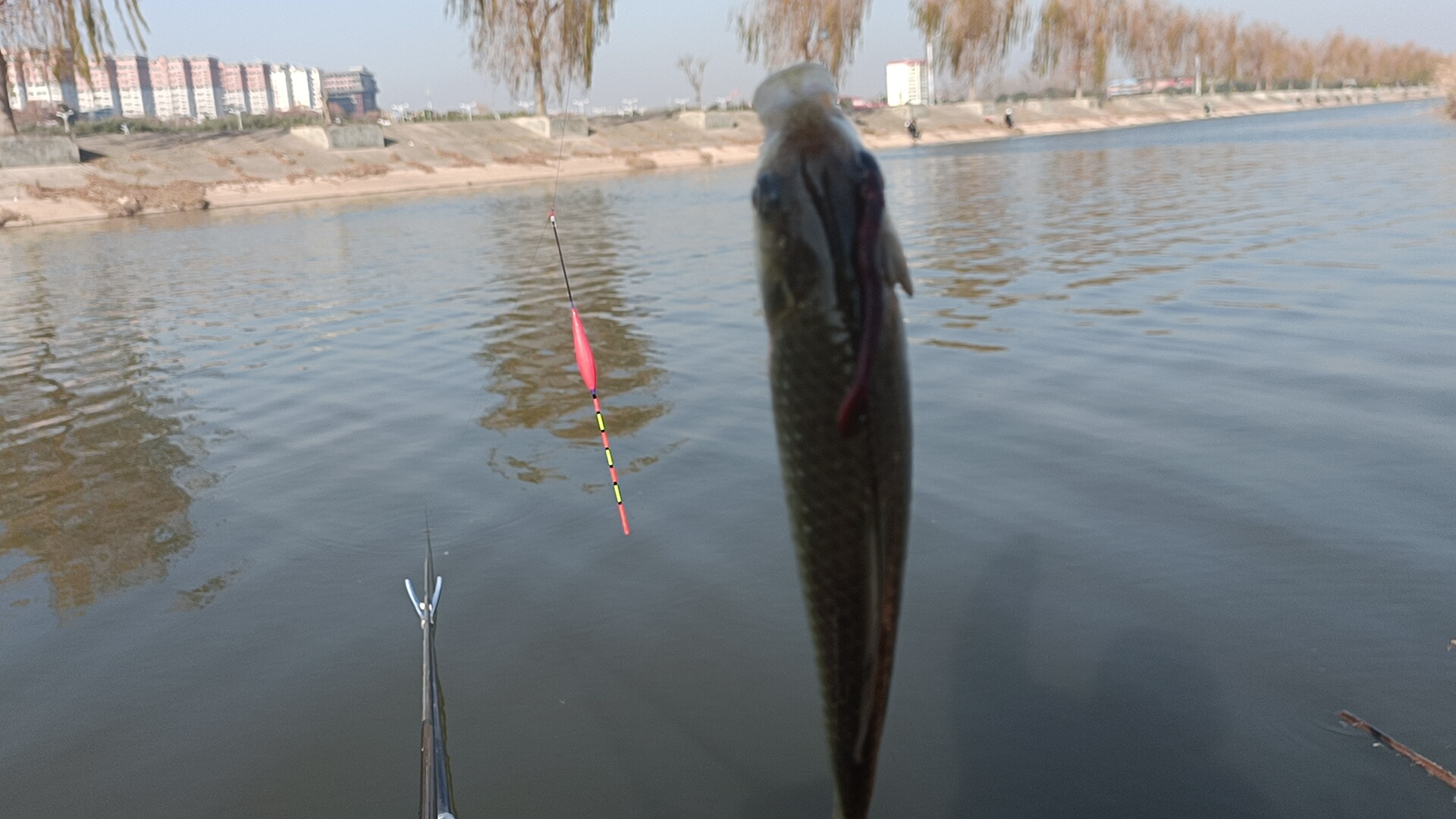 |用蚯蚓钓鱼如何调漂？只需找到浮漂“平衡点”，你就离爆护不远了