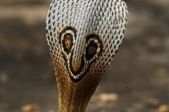 印度四大毒蛇有多可怕？每一種都名聲遠揚，甚至超越瞭我國銀環蛇-圖2