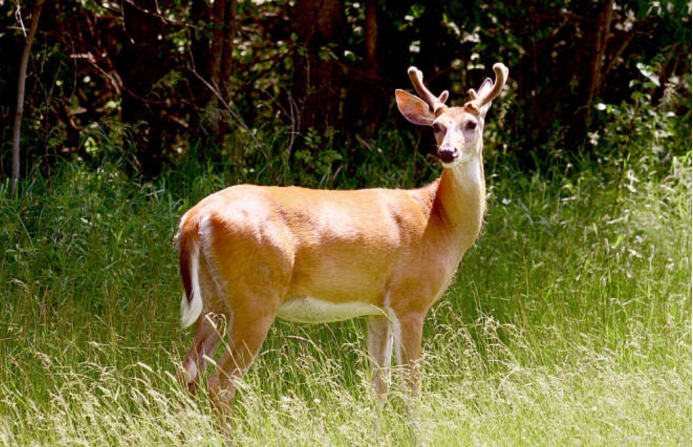 白尾鹿 白尾鹿在美国被疯狂猎杀，头部中箭后仍顽强存活，它做错了啥？