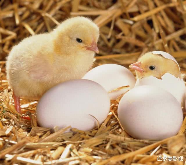 鸡蛋 平均寿命只有45天的鸡，凭什么“征服了全世界”？