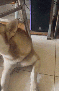 |那些年美容失败的狗狗，丑到不敢认！像极了剪发前和剪发后的你？