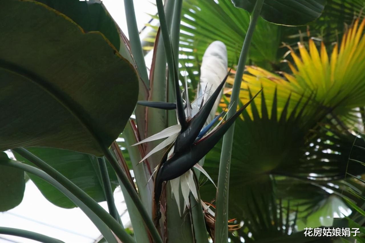 三类适合室内摆放的盆栽,都能起到装饰家居,陶冶情操的目的