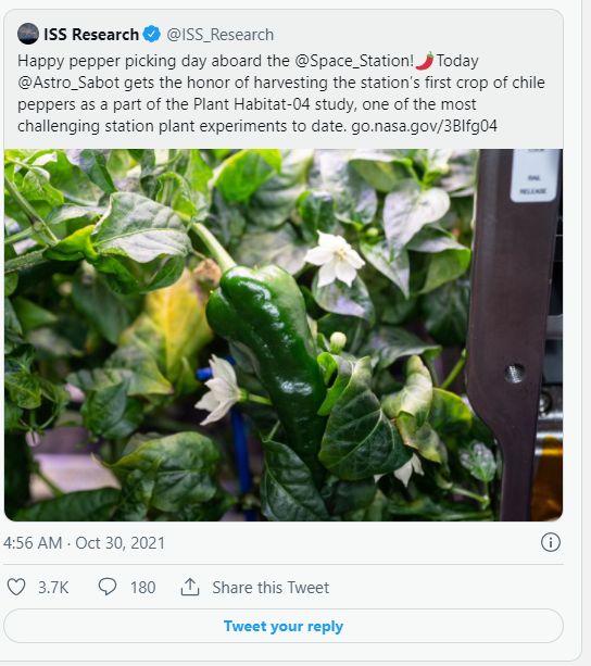 第一批在太空种植的辣椒收获了:做成墨西哥Taco