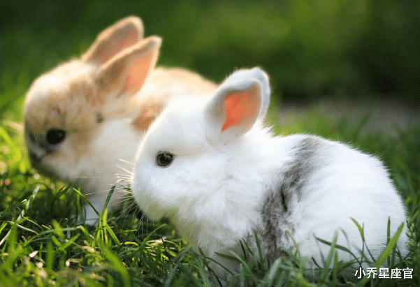 属狗|12月起，这些生肖的人将会好事多多，事业旗开得胜，日子幸福无忧！