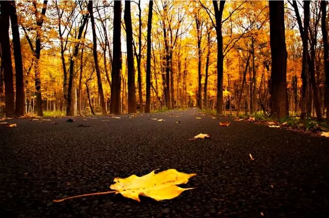 |雅韵网---拍好秋天落叶的摄影技巧