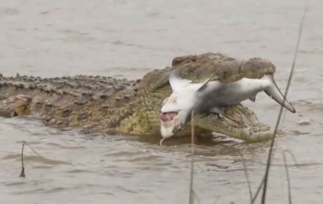 |鳄鱼和鲨鱼碰上谁会赢，这两种史诗级的巨兽相遇，会发生怎样的事