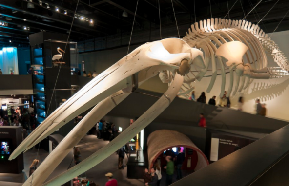 鲸鱼 埃及出土四足鲸鱼,海陆生物演变有多神奇?专家:超出你的想象