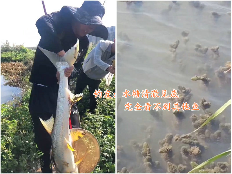 鄂州|1.3米“水老虎”被困小水塘，被人钓起时已瘦脱了形，网友：太惨了
