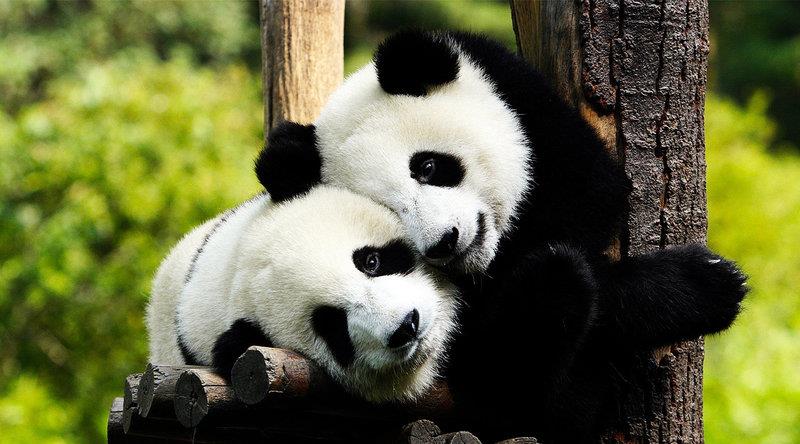 世界仅3只的动物,却有两只在中国,论价值超越大熊猫!