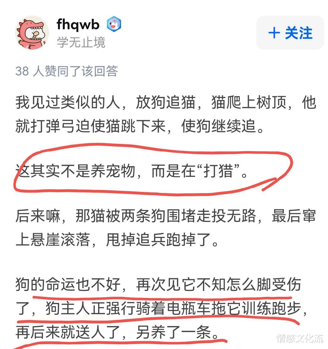 情感文化流 一男子放任自家狗咬死流浪猫，路人劝阻被回怼：它又不是你的猫