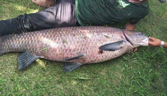 饵料|“库钓大鱼”老手都不用商品饵，天然饵料比商品饵好用？