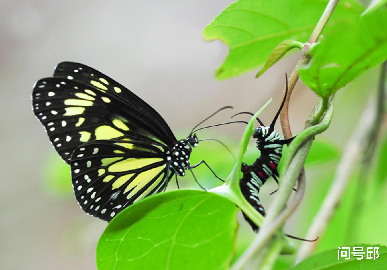 蝴蝶 斑蝶用爪子把毛虫刮伤，活生生地吸吮它们的汁液，作为求偶的礼物