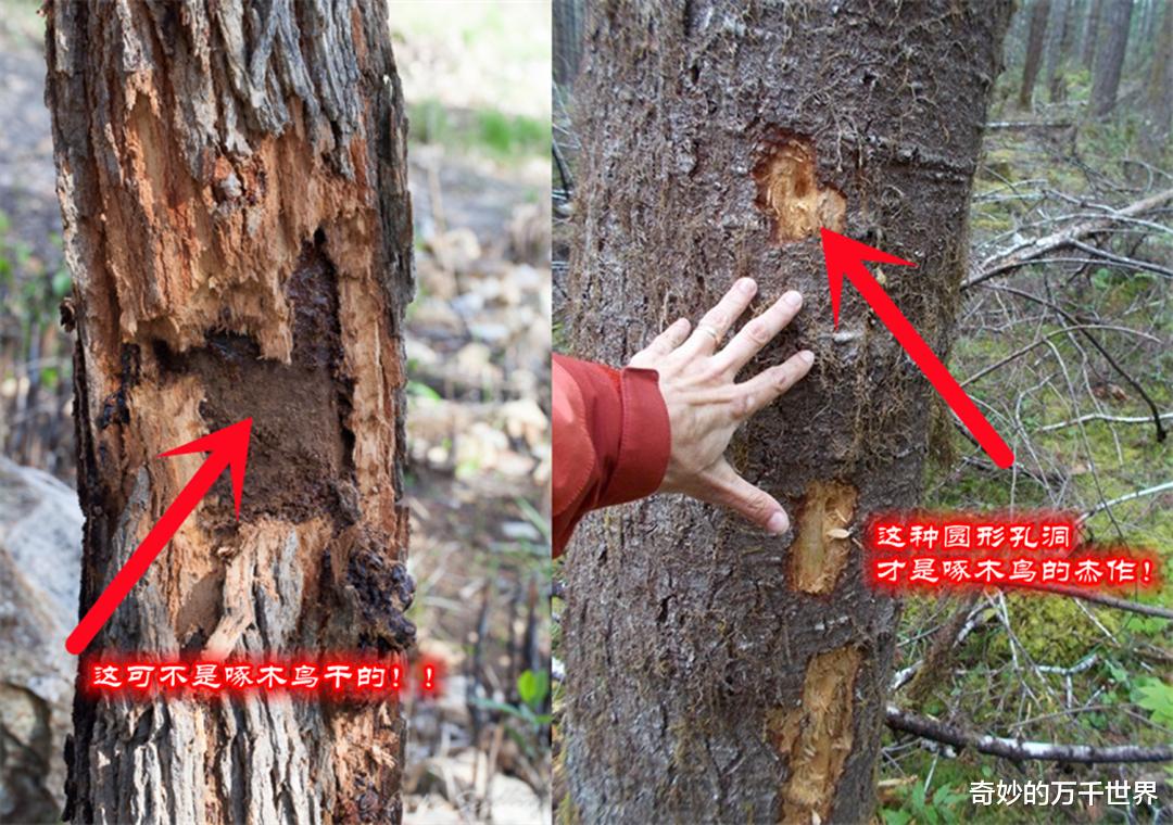 凤头鹦鹉 谁是伤害这些树木的“真凶”？ 不是啄木鸟，啄木鸟不会这么粗暴