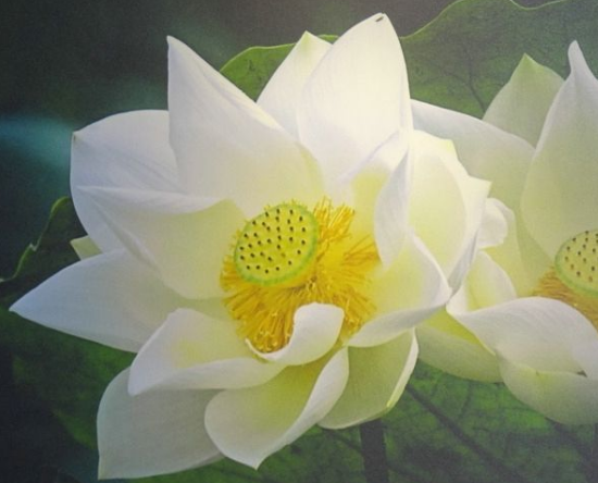 运势|进入7月底,喜鹊报喜,4属相运势越来越旺,事业爱情双丰收