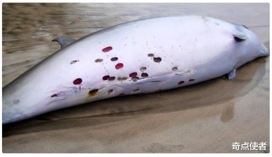 三星堆 这才是真正的平头哥！达摩鲨让鲸鱼闻风丧胆，在海洋中没有天敌