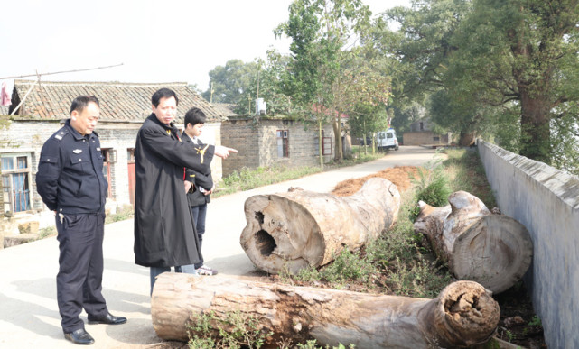 热点微评社 欲加之罪？男子采伐4棵“死树”被罚款起诉：建议量刑4年半！