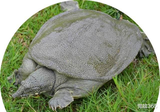 湖南|湖南一男子罕见钓获10斤的大王八,老人却让他放生,最终会怎样?