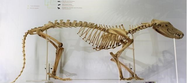  被活活冻死的国宝猛兽，在1936年被人类捕杀灭绝，现今后悔莫及