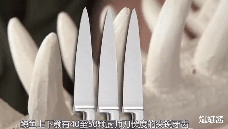 恒星|2003年，一人去鲸鱼腹中挑战逃生技巧，实验告诉我们，即使手上有工具，也很难做到全身而退