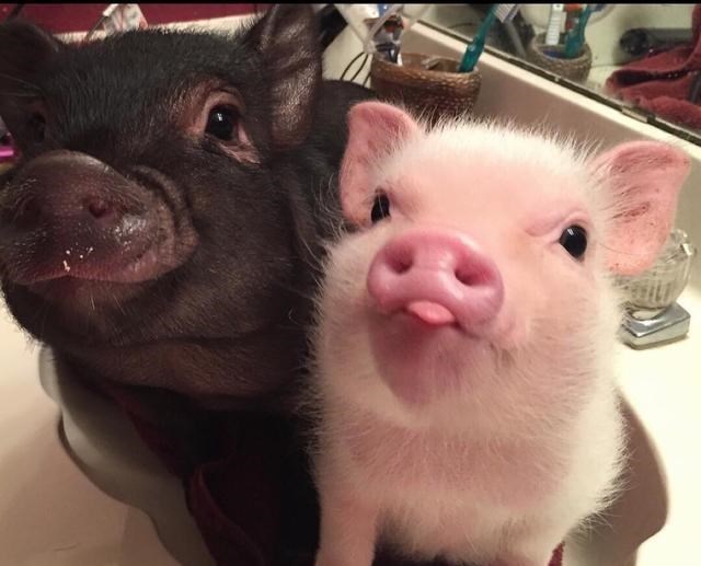 基因 人类不能近亲繁殖，为什么却让动物“回交”？这不违反伦理道德吗