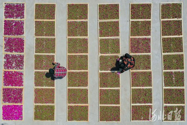 河北新闻网 河北邯郸：“玫”好事业富农家