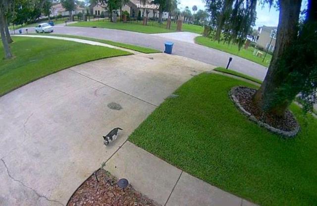 货车 机智流浪猫骗男子收养，自己先安顿好了，再偷偷送上4个娃