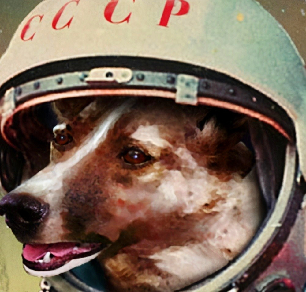 |第一只进入太空的狗，升空前就知道回不来，死亡真相也被隐瞒45年