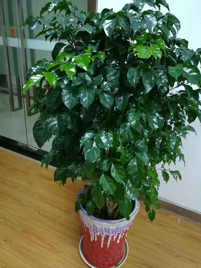 客厅|10种花寓意好，客厅有空间建议养一盆，高档又大气，关键还好养