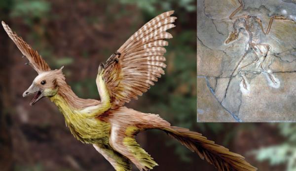 恐龙 恐龙和鸡真的有亲缘关系？科学家让鸡长出恐龙脸，伦理学家担忧了