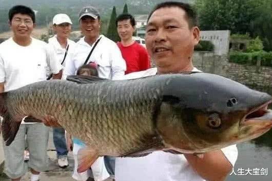 烤鱼|渔民基本不吃这三种鱼的,营养少还毒素多,即使再喜欢也要忍