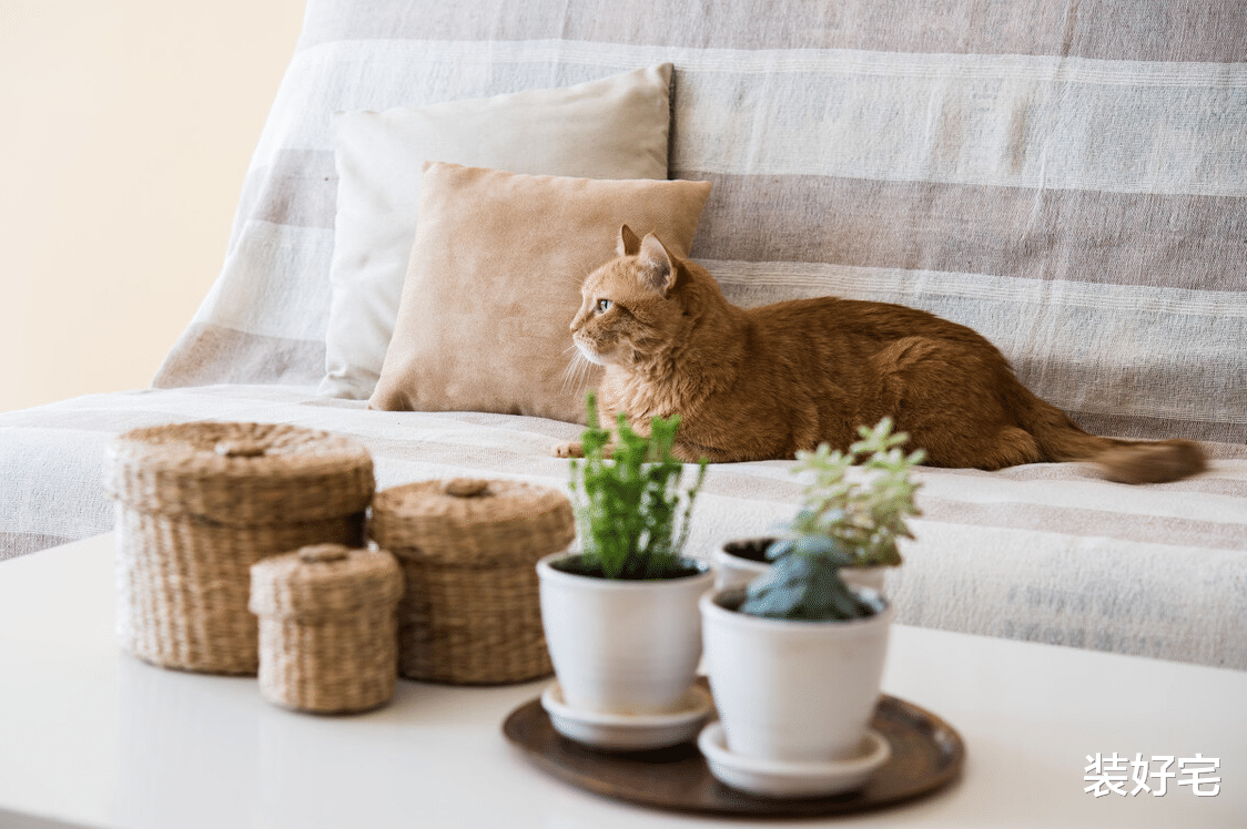 保健品|再节俭也要添置的4样好物，便宜实用，日子越过越舒心