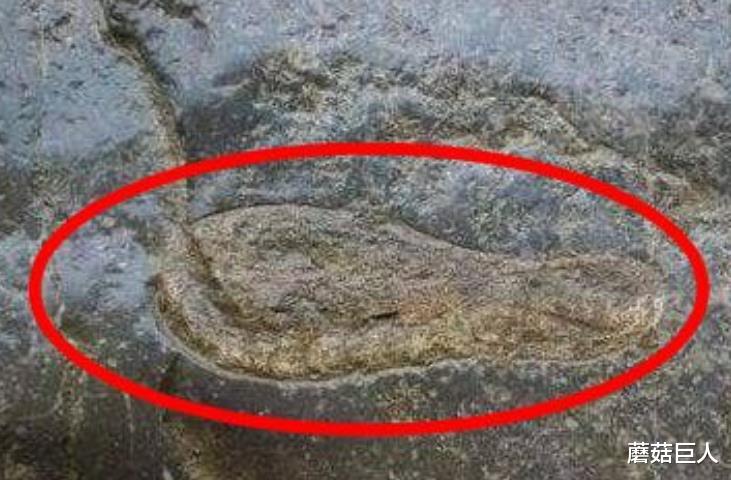 工艺品 ?化石中的“工艺品”，挑战人们的认知，远古的“地球人”是谁？