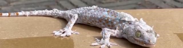 家有二宝育儿|322支！武汉海关查获果蝇卵，部分将羽化为成虫 揭秘果蝇潜在威胁