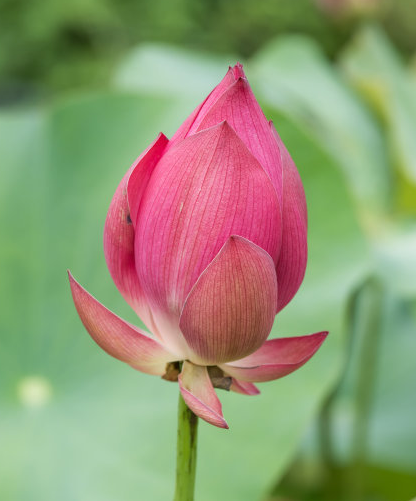 星临天下|到了9月上旬，4属相贵人相助，事业进步，生活顺风顺水