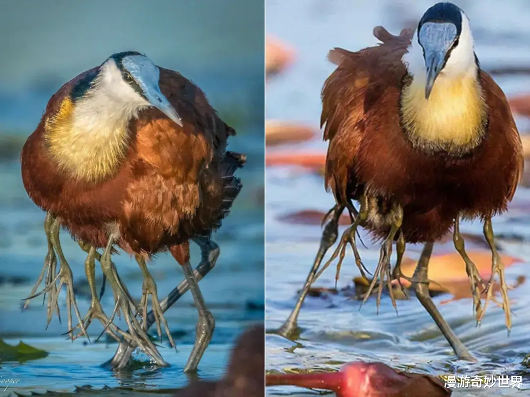 漫游奇妙世界|明明很普通的照片，看了却会觉得害怕…